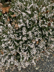 Calluna