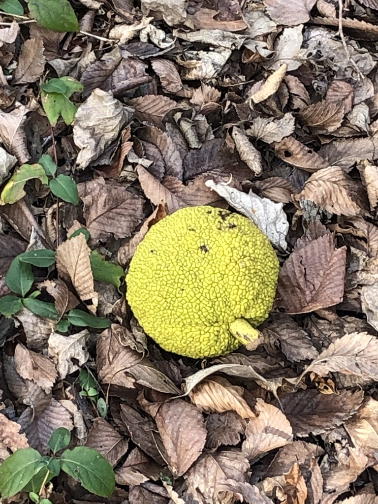 Osage-orange from Pecan Valley Park, Fort Worth, TX, US on January 2 ...