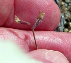 Astragalus acutirostris