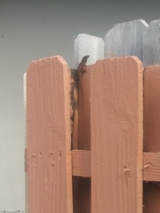 Anolis sagrei