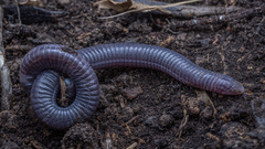 Cilician Worm Lizard photo 4