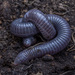 Cilician Worm Lizard - Photo (c) Žilvinas Pūtys, some rights reserved (CC BY-NC), uploaded by Žilvinas Pūtys