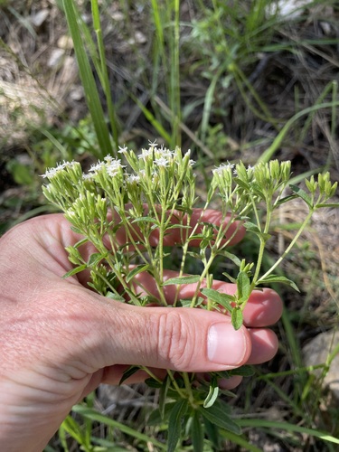Image of Sawtooth Candyleaf (Stevia serrata) by (c) Martin Purdy, some rights reserved (CC BY)