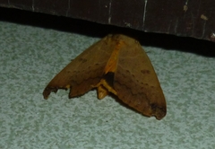Ophiusa disjungens