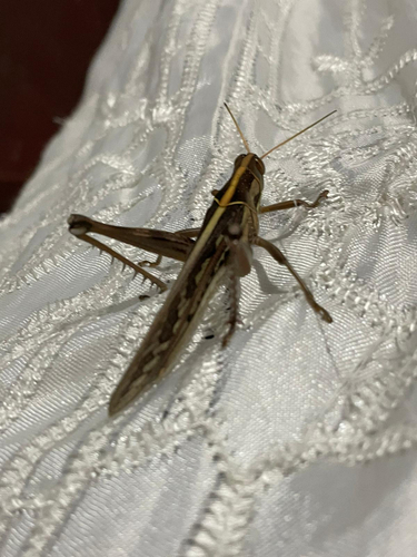 Brown‐spotted Locust