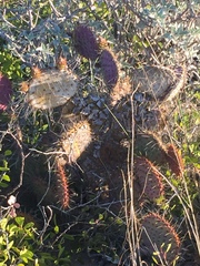 Opuntia gosseliniana