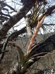 Tillandsia achyrostachys