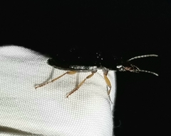 Anisodactylus verticalis