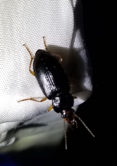 Anisodactylus verticalis