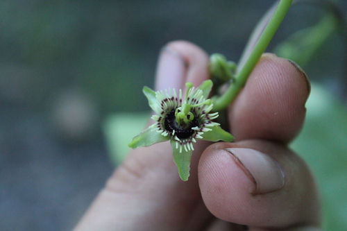 Passiflora coriacea