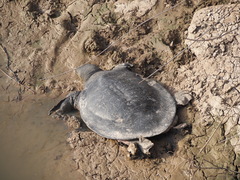 Trionyx triunguis