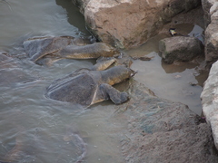 Trionyx triunguis