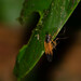 Aristosyrphus carpenteri - Photo (c) David Torres, some rights reserved (CC BY-NC), uploaded by David Torres
