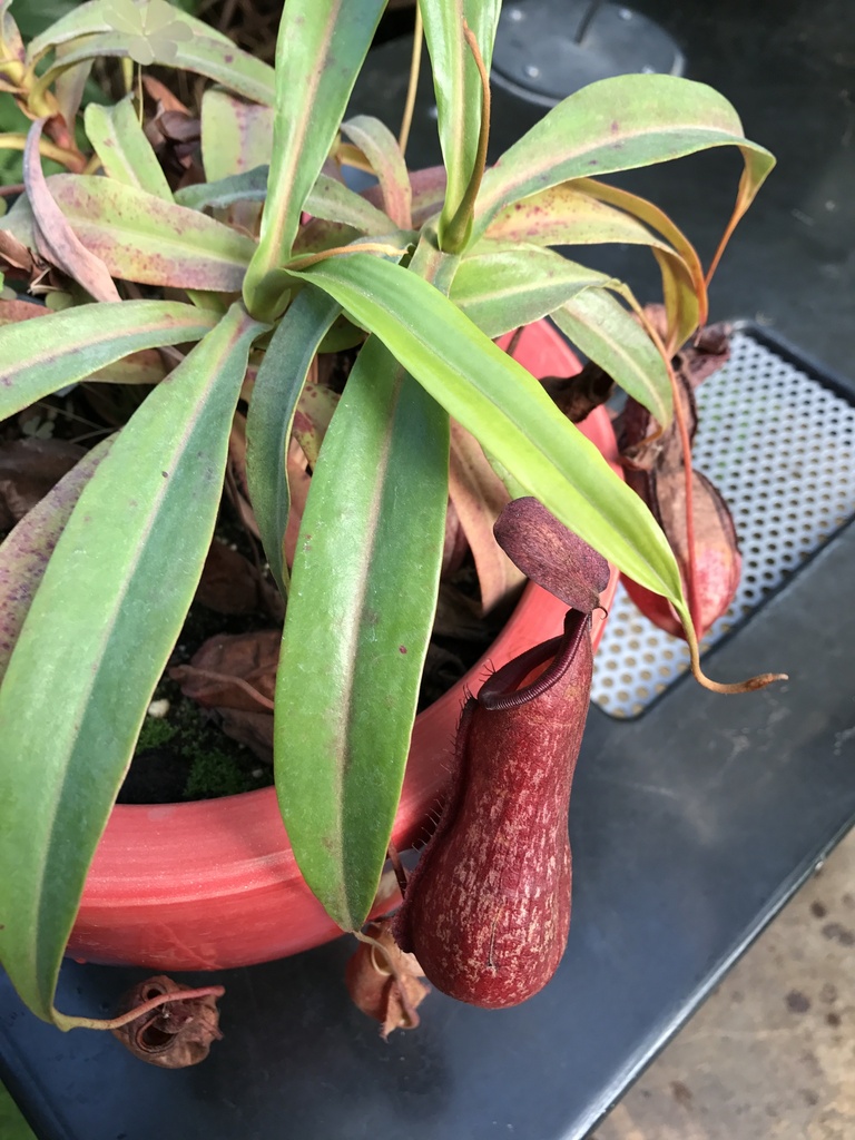Nepenthes neglecta Macfarl.