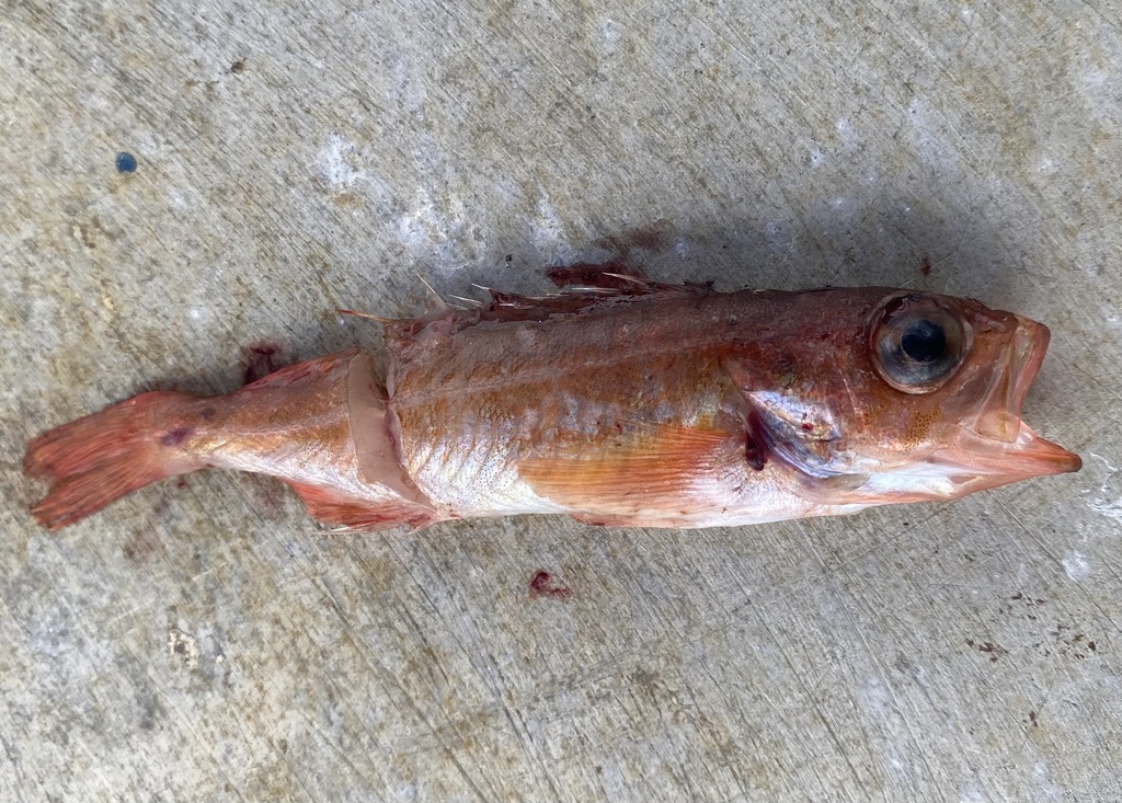 Redstripe Rockfish from North Pacific Ocean, Sitka, AK, US on February