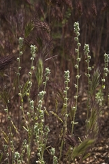 Lappula occidentalis