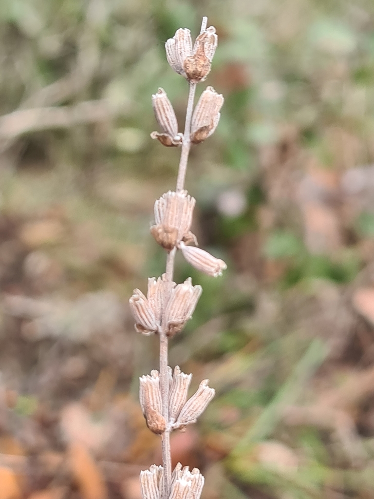 Foto de Lavanda