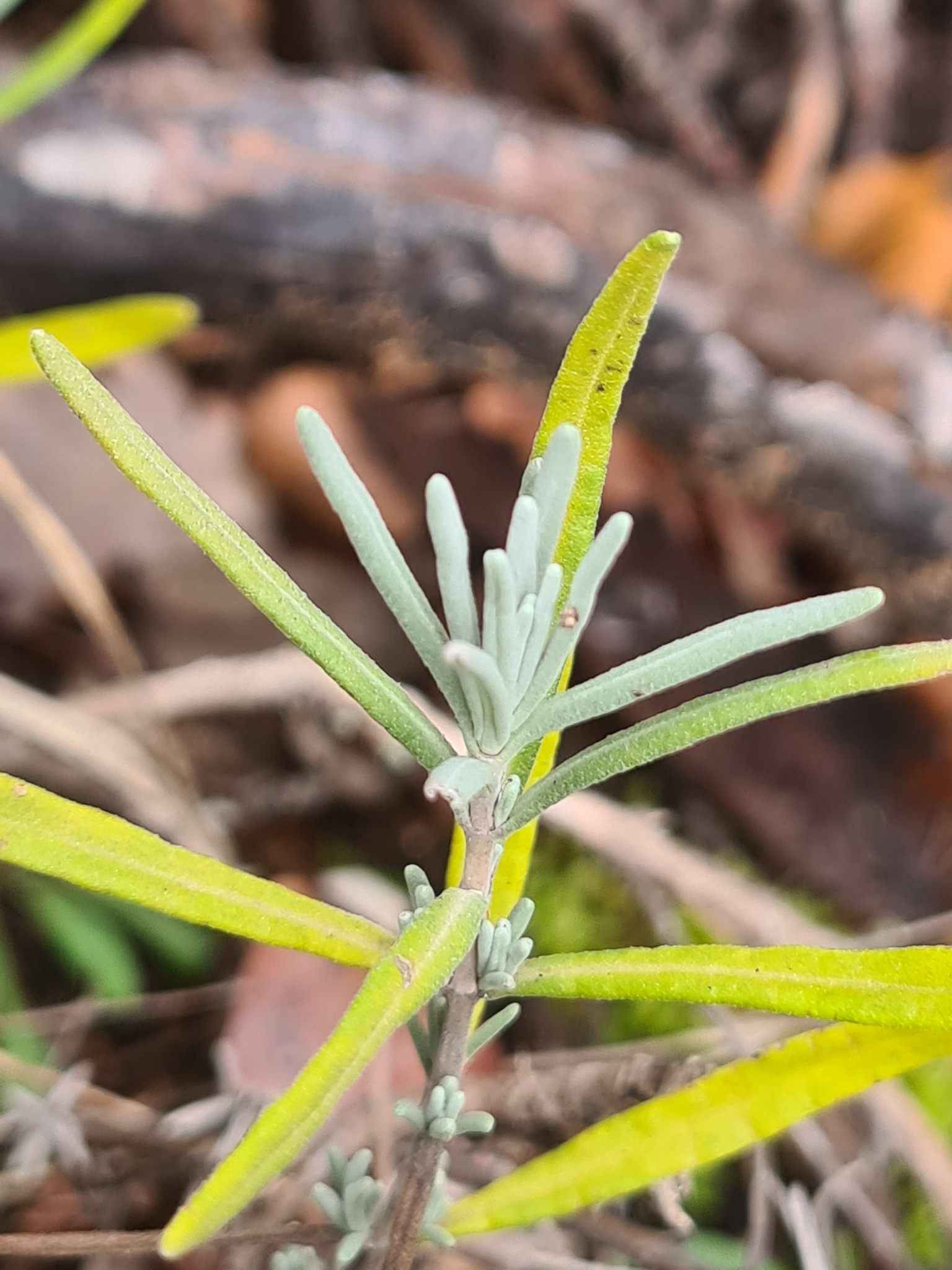 Imagem de Lavanda