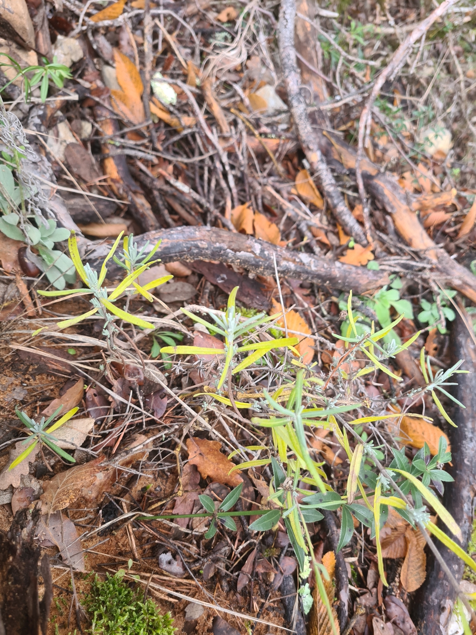 Imagem de Lavanda
