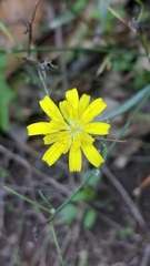 Yellow Hawkweed (Tolpis crassiuscula)