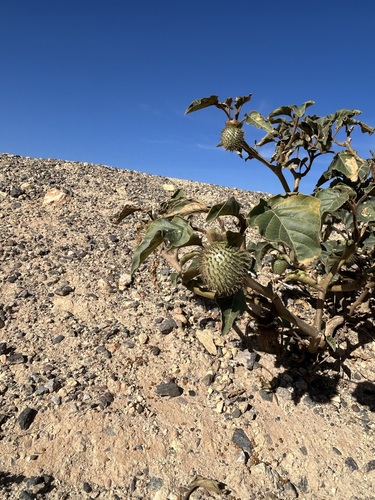downy thorn-apple
