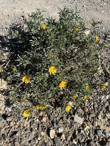 Asteriscus graveolens odorus