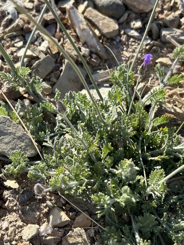 Cut-leaved lavender