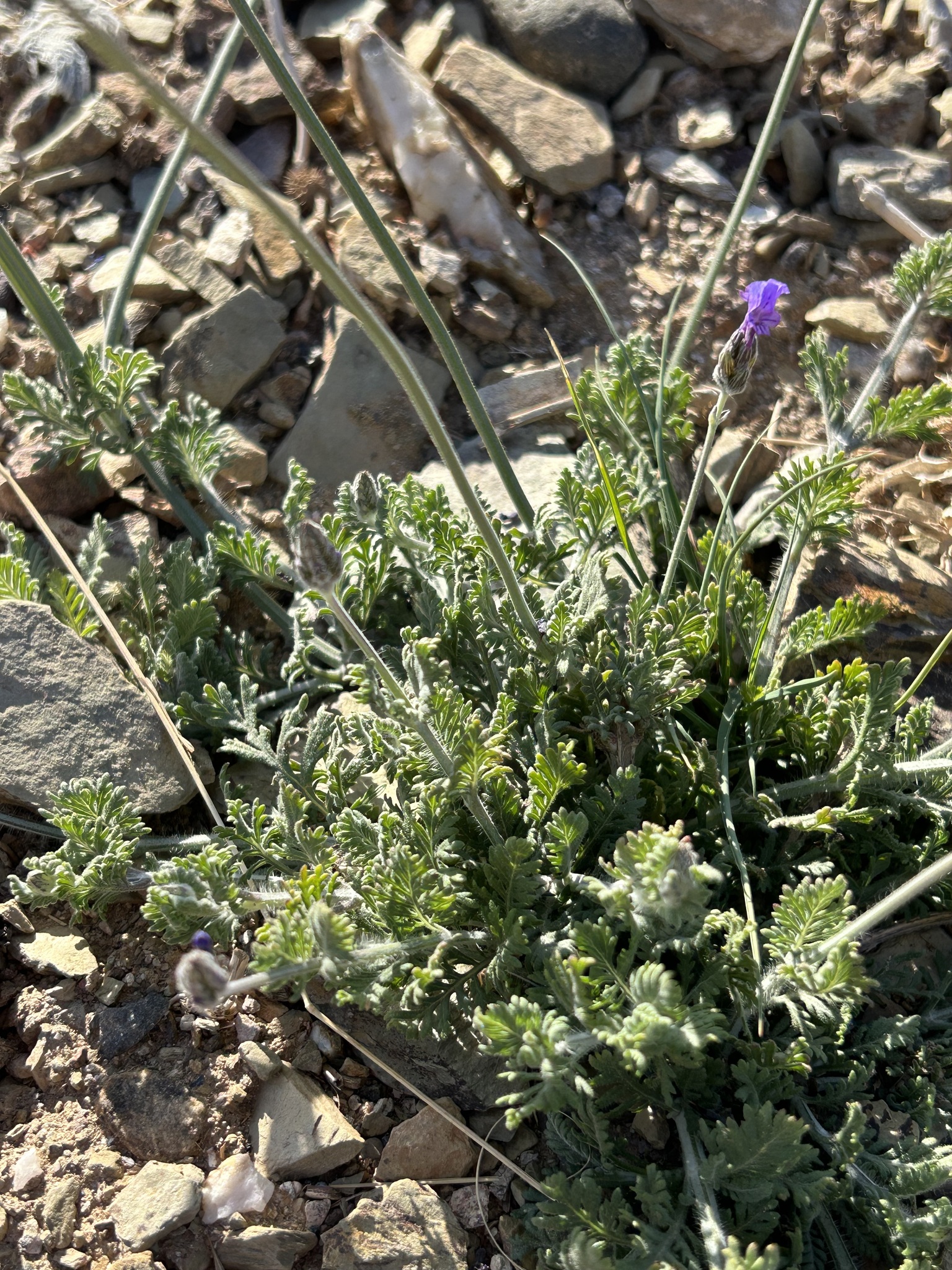 Imagem de Lavanda