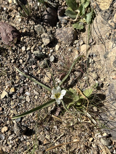 Colchicum gramineum