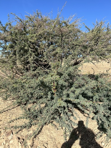 Vachellia gummifera