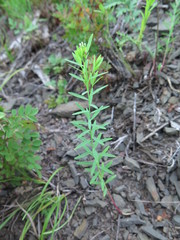 Diarthron linifolium
