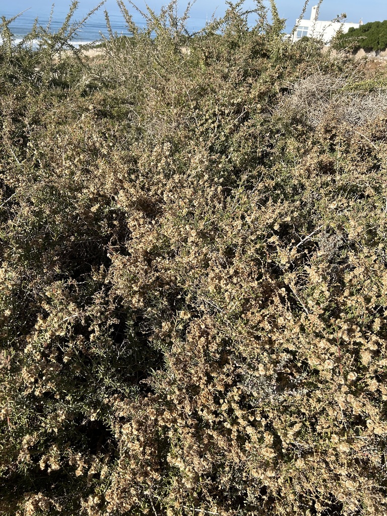 Salsola verticillata
