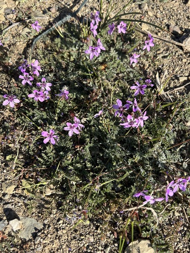 Erodium touchyanum