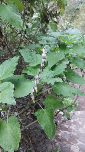 Sideritis infernalis, photograph 1
