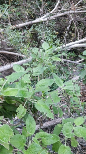Sideritis infernalis, photograph 2