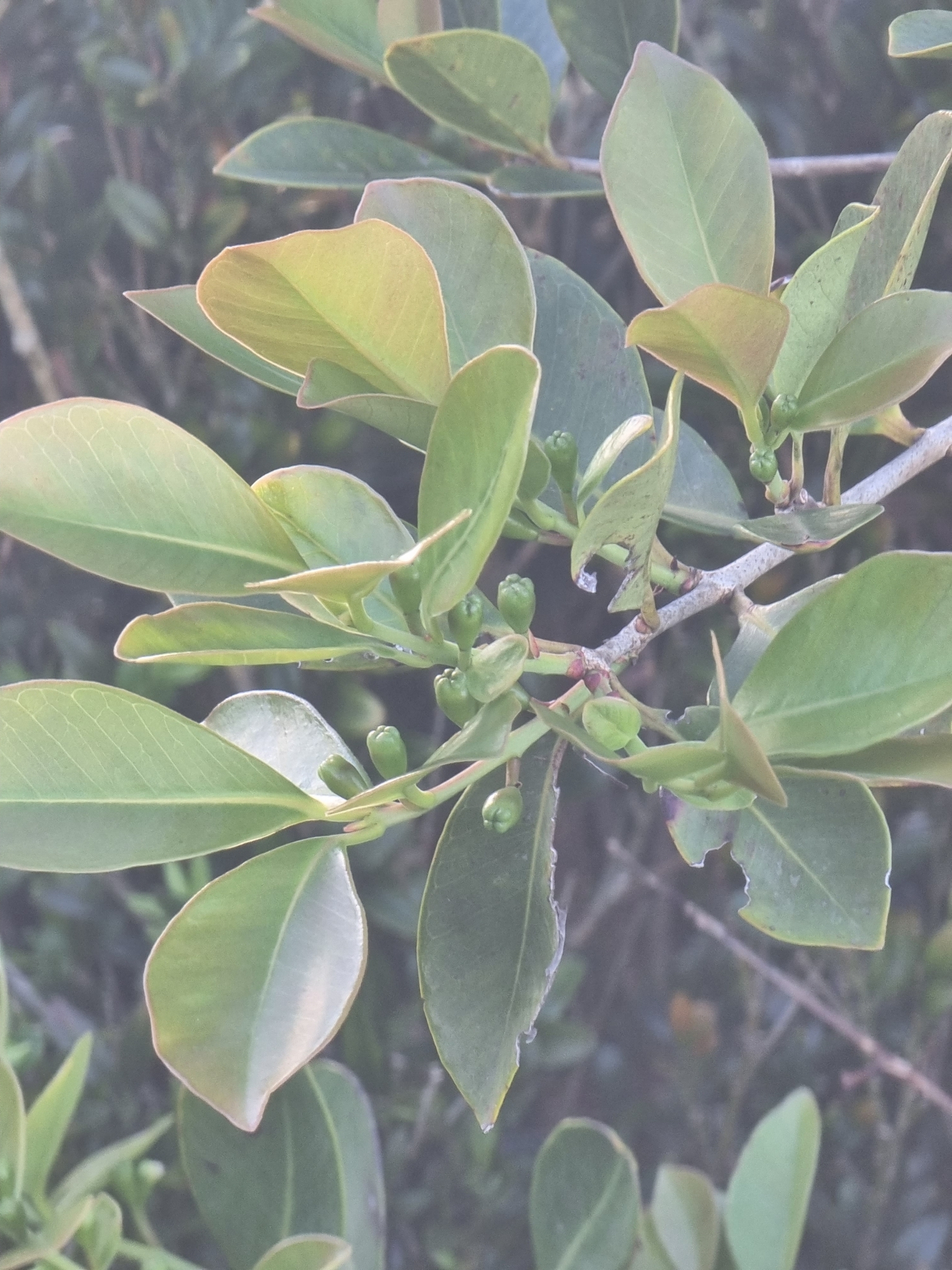Imagem de Araçá
