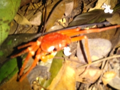 Tiwaripotamon edostilus