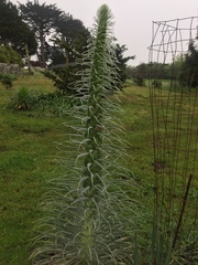 Echium pininana