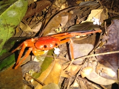 Tiwaripotamon edostilus