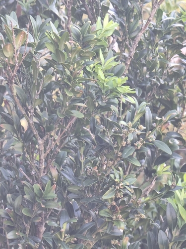 Foto de Buxinho