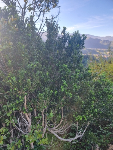 Foto de Buxinho