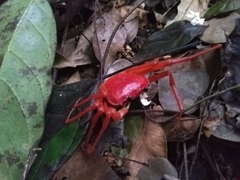 Tiwaripotamon edostilus