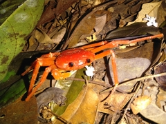 Tiwaripotamon edostilus