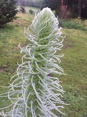 Echium pininana