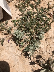 Astragalus nuttallianus austrinus