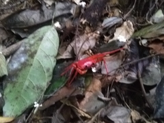 Tiwaripotamon edostilus