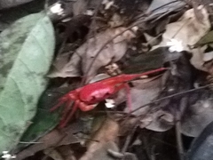 Tiwaripotamon edostilus