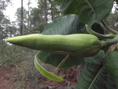 Magnolia nuevoleonensis