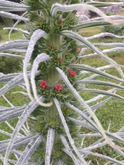 Echium pininana
