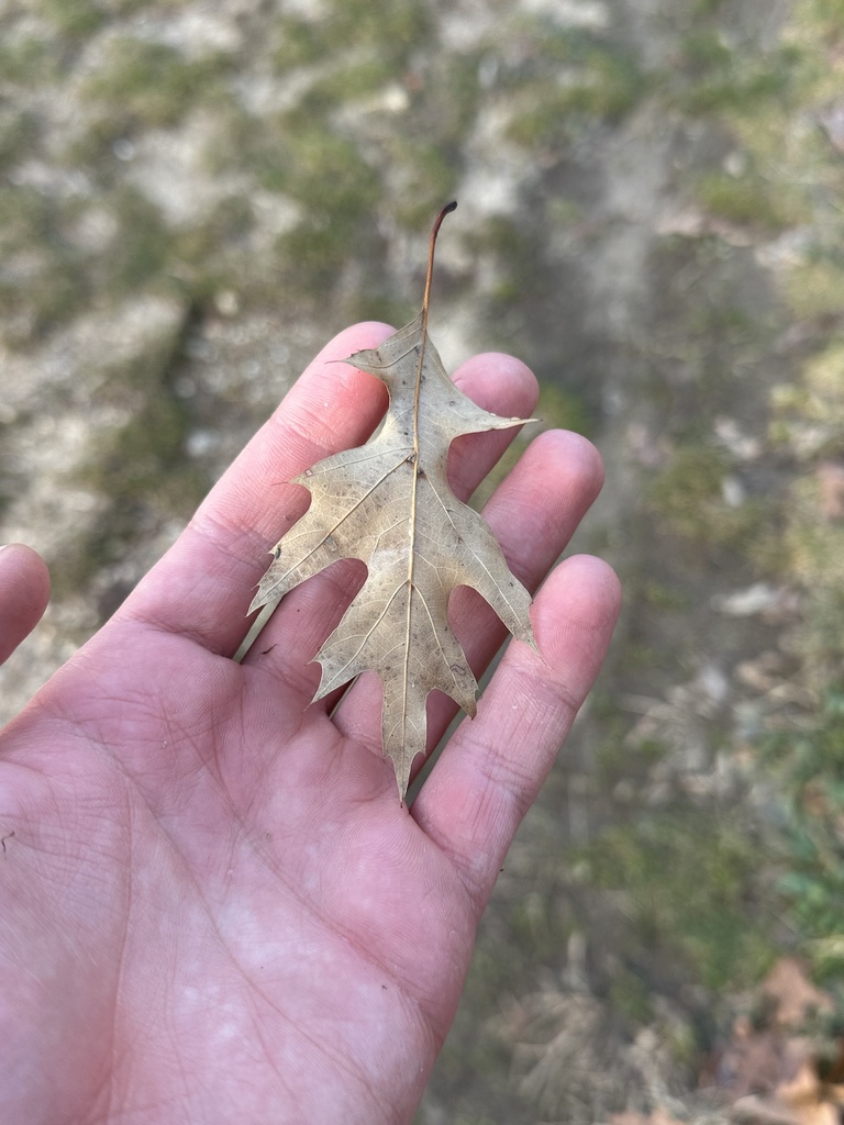 pin oak from Bethpage State Park, Bethpage, NY, US on January 1, 2024